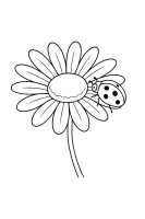 Gänseblümchen mit Marienkäfer