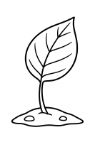 Leaf with Small Crack