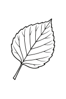 Leaf Lying on Ground