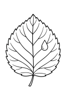 Blatt mit Tautropfen