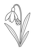 Schneeglöckchen Froschperspektive