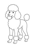 Poodle playing with ball