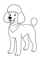 Poodle with scarf