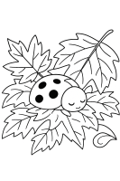 Marienkäfer auf Blatt