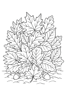 Blätter Waldboden Eicheln