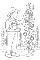 Hopfenranke inspizieren