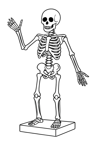My First Skeleton: Bone Coloring Fun for Little Scientists
