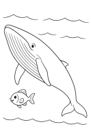 Wal mit kleinem Fisch