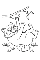 Fröhlicher Waschbär