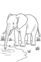Elefant trinkt Wasser