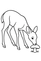 Deer sniffing mushroom