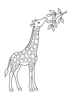 Giraffe frisst Blätter